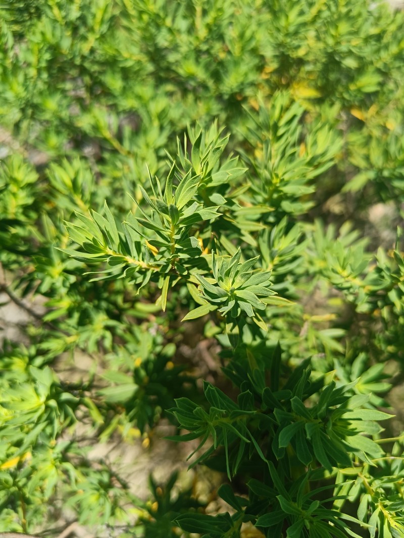 Daphne gnidium subsp. gnidium photo 2