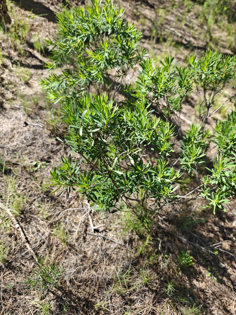 Daphne gnidium subsp. gnidium photo 3