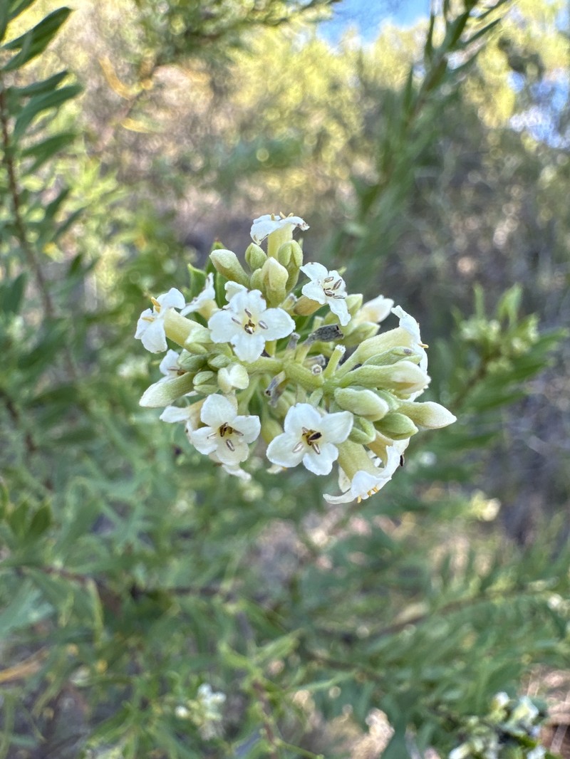 Daphne gnidium subsp. gnidium photo 4