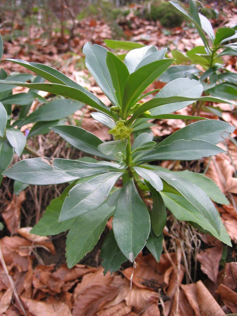 Spurgelaurel photo 2