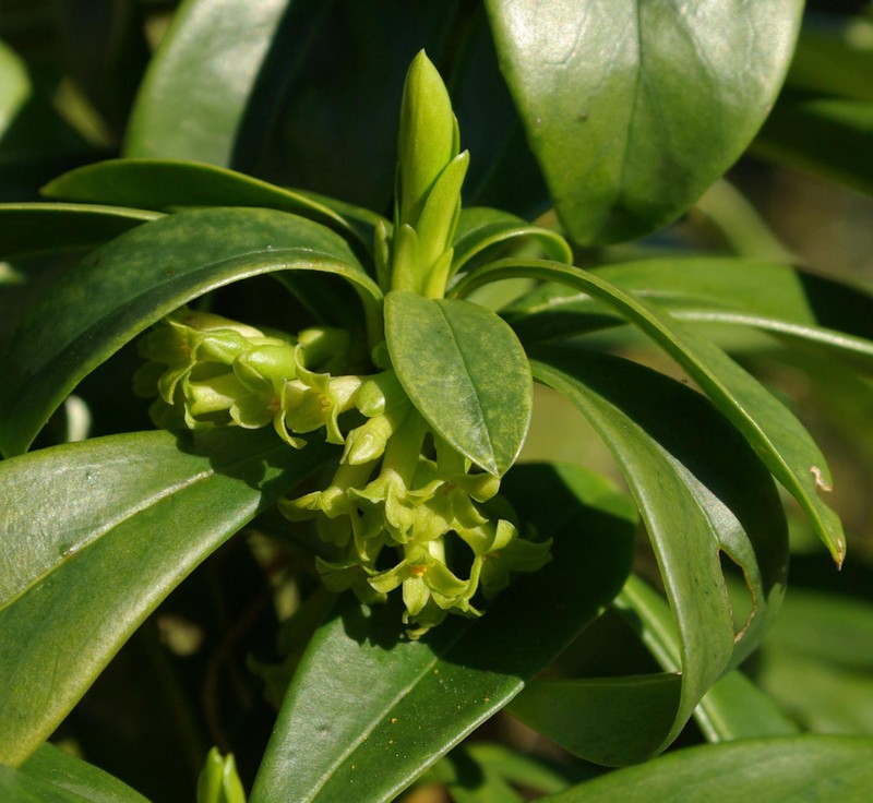 Spurgelaurel photo 3
