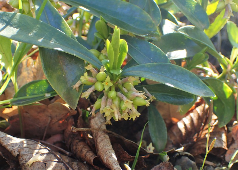 Spurgelaurel photo 4