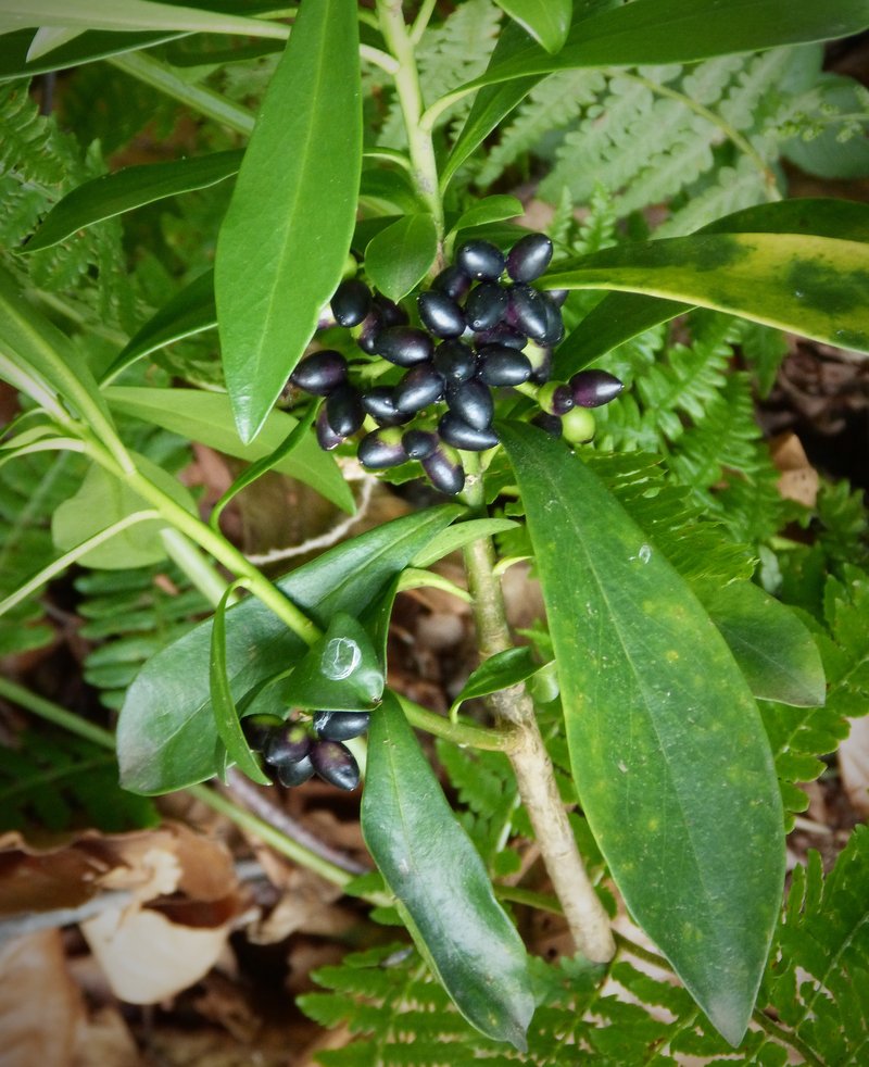 Spurgelaurel photo 5