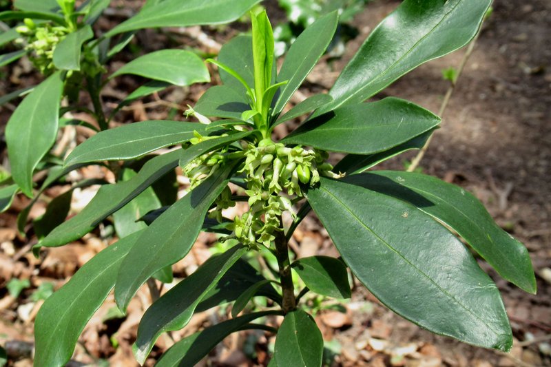 Spurgelaurel