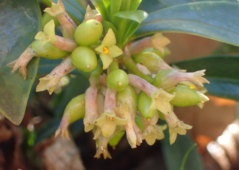 Spurgelaurel photo 6