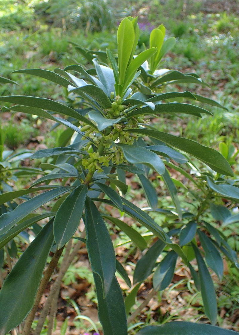 Spurgelaurel photo 7