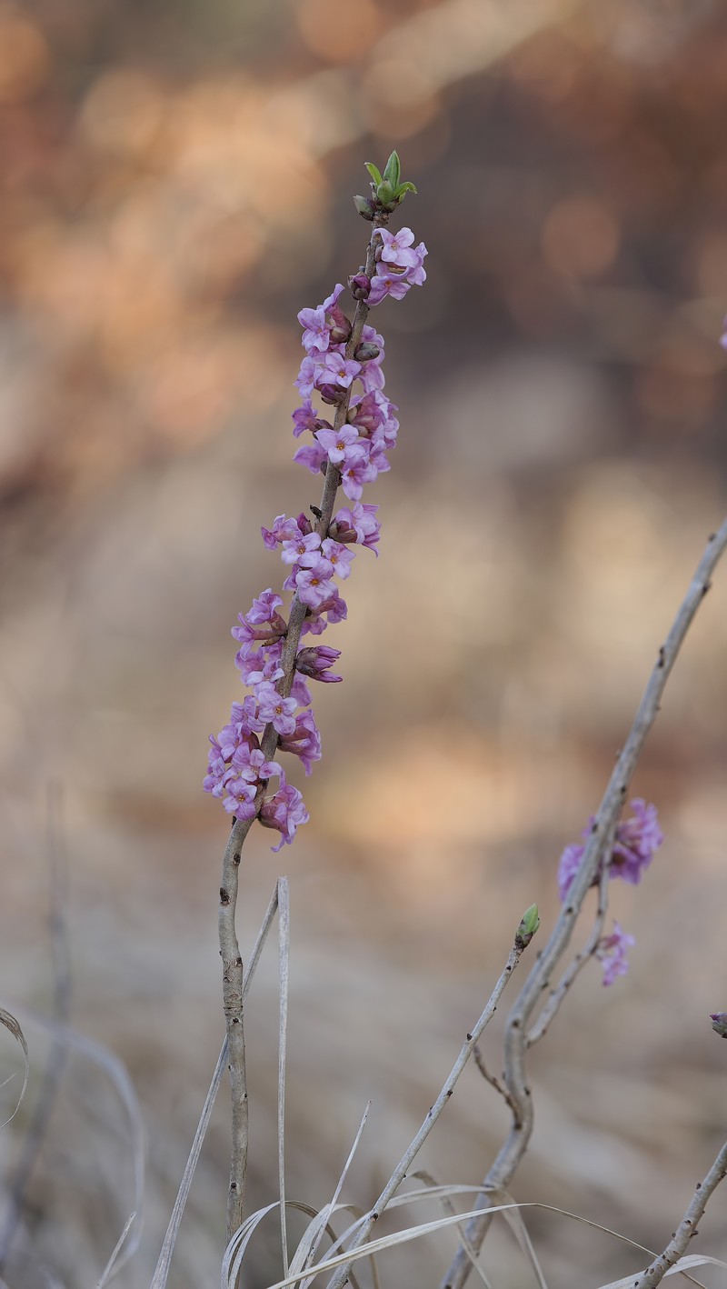 Paradise Plant photo 2