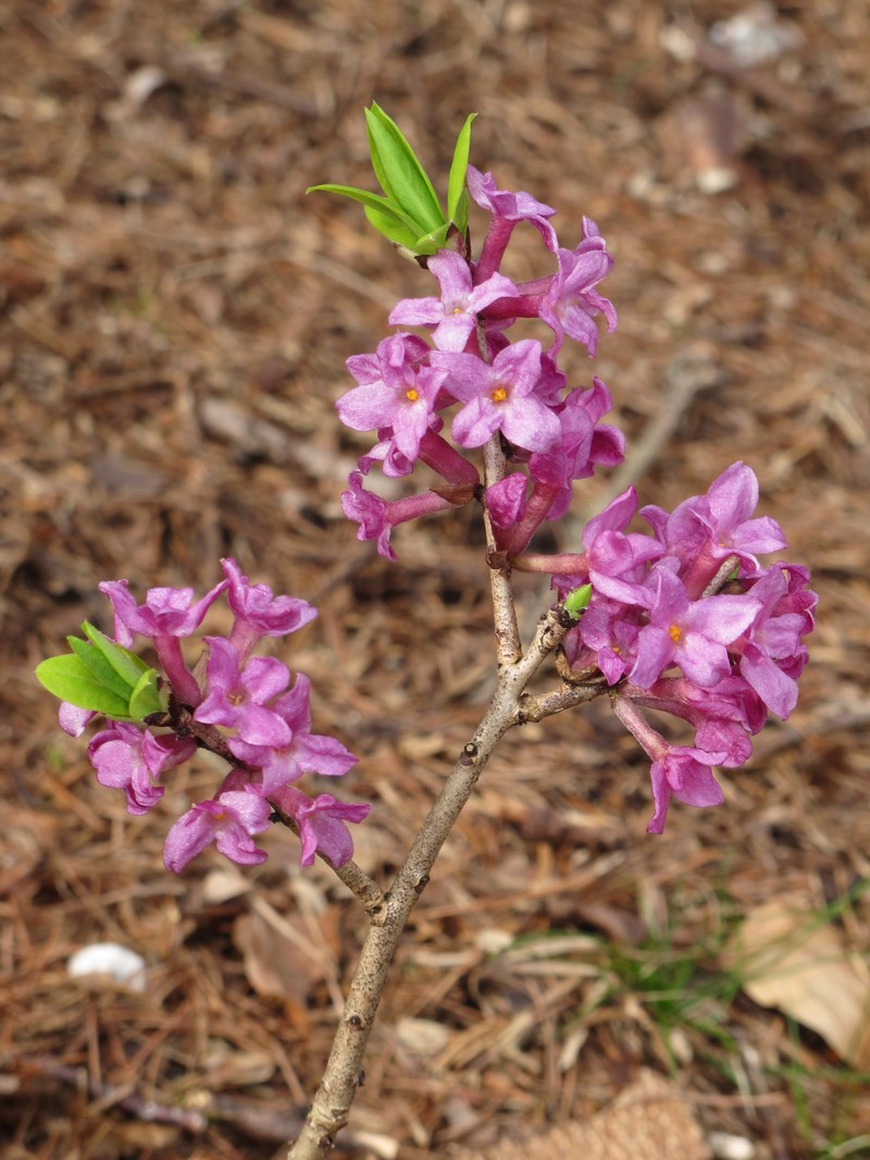 Paradise Plant photo 3