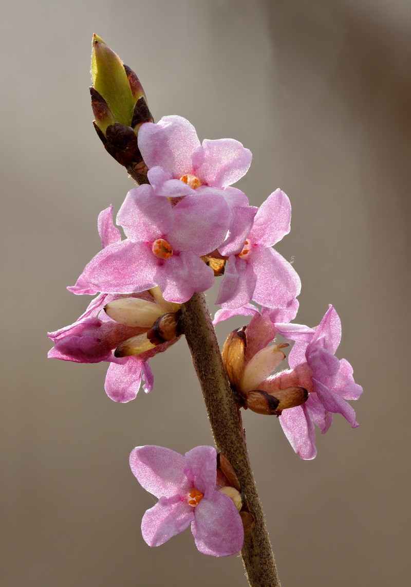 Paradise Plant photo 4