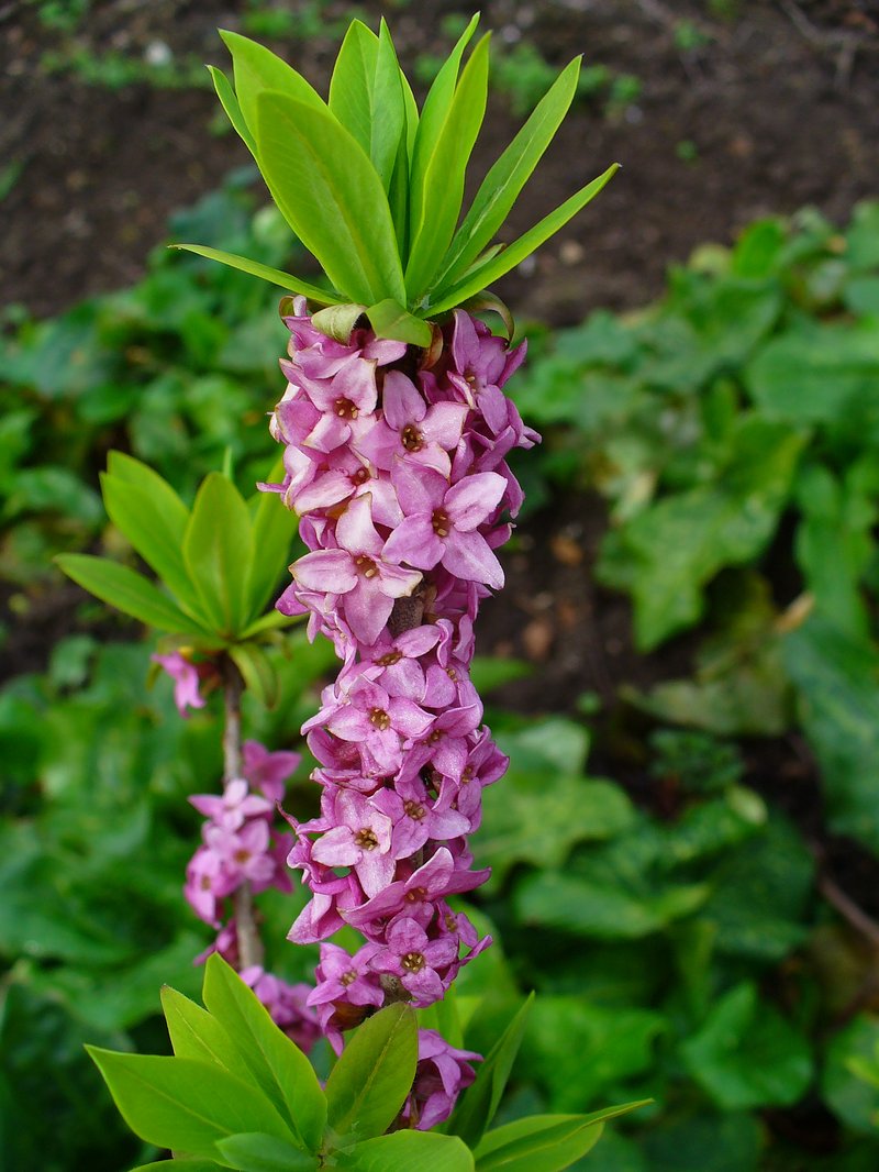 Paradise Plant photo 5