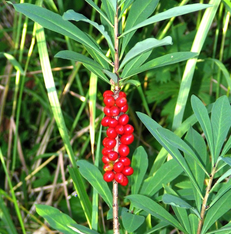 Paradise Plant