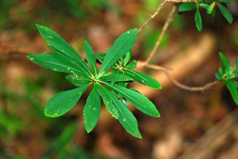 Paradise Plant photo 6