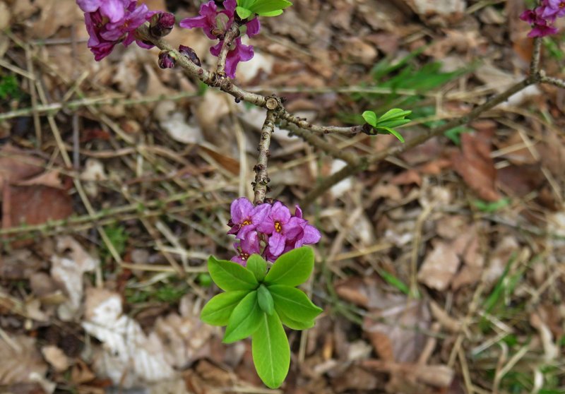 Paradise Plant photo 7