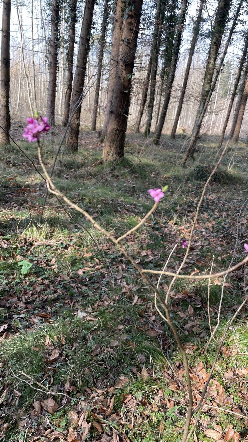 Daphne mezereum subsp. mezereum