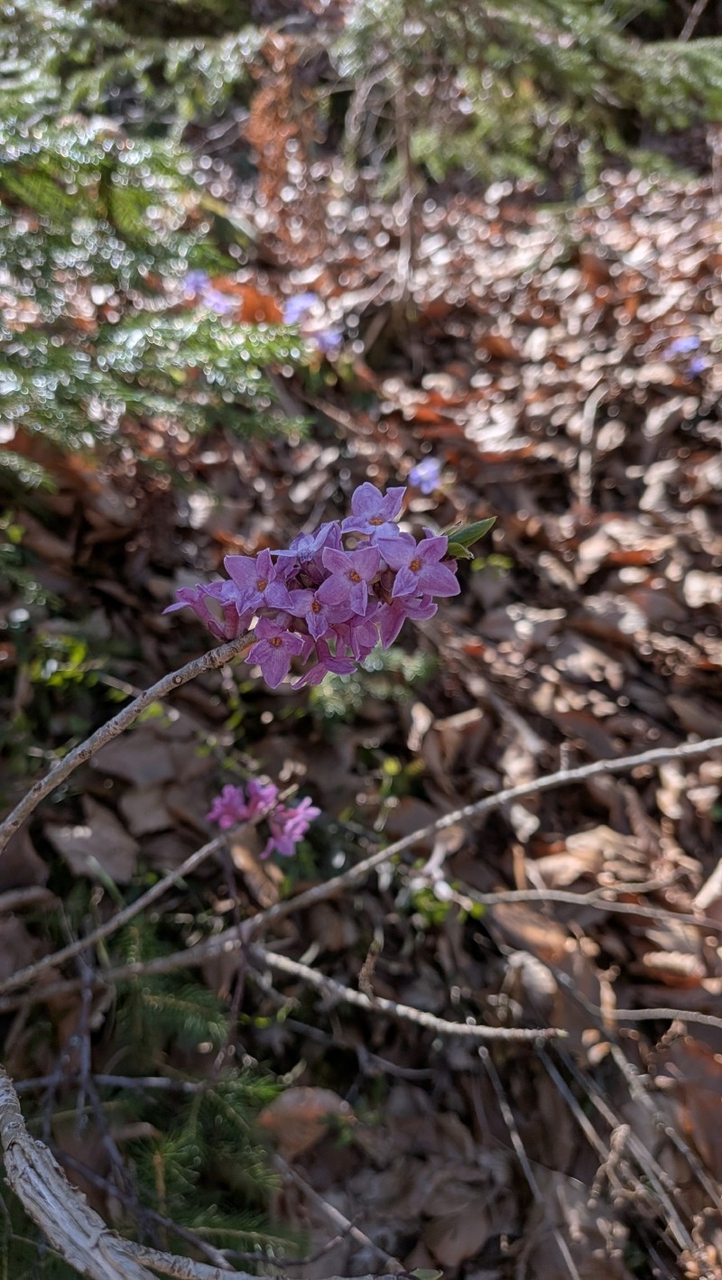 Daphne mezereum subsp. mezereum photo 2