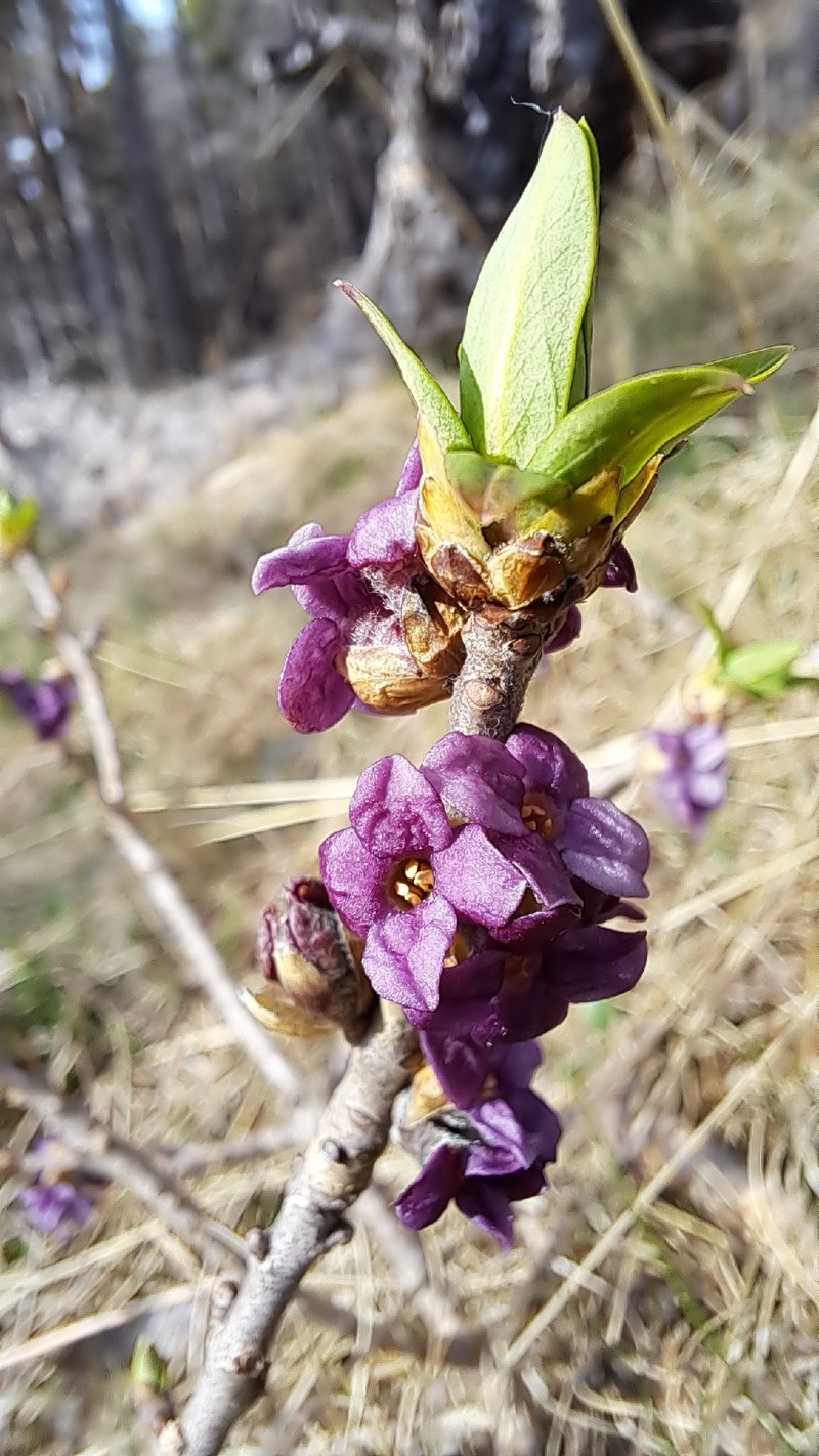 Daphne mezereum subsp. mezereum photo 3