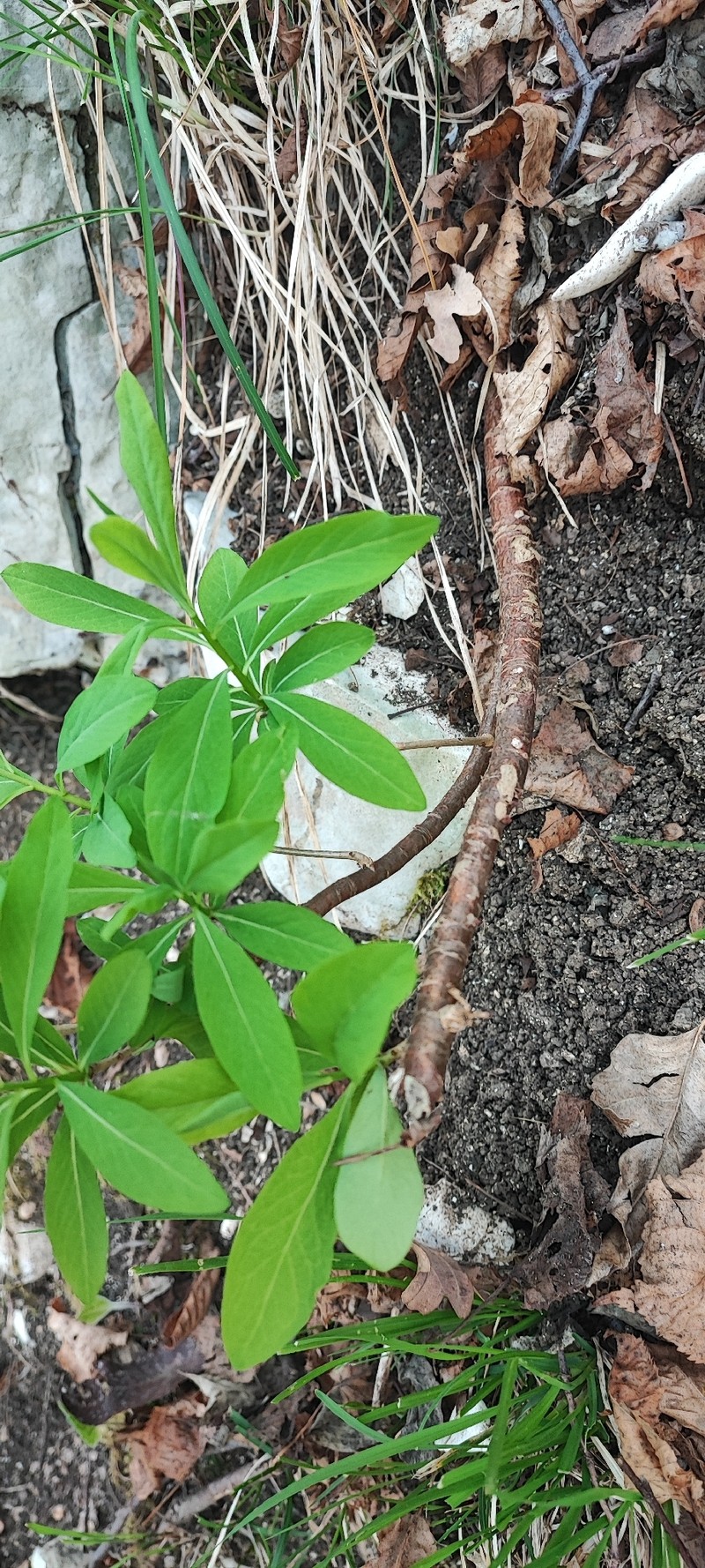 Daphne mezereum subsp. mezereum photo 4