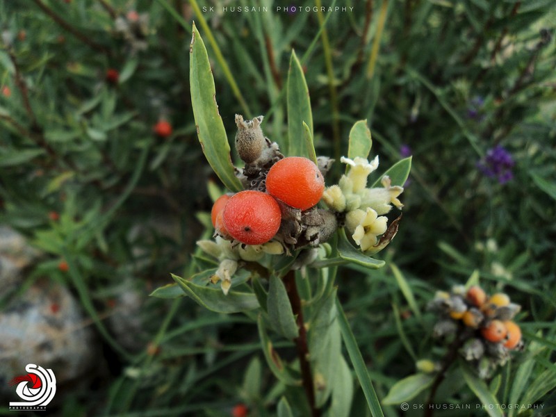 Daphne mucronata subsp. mucronata