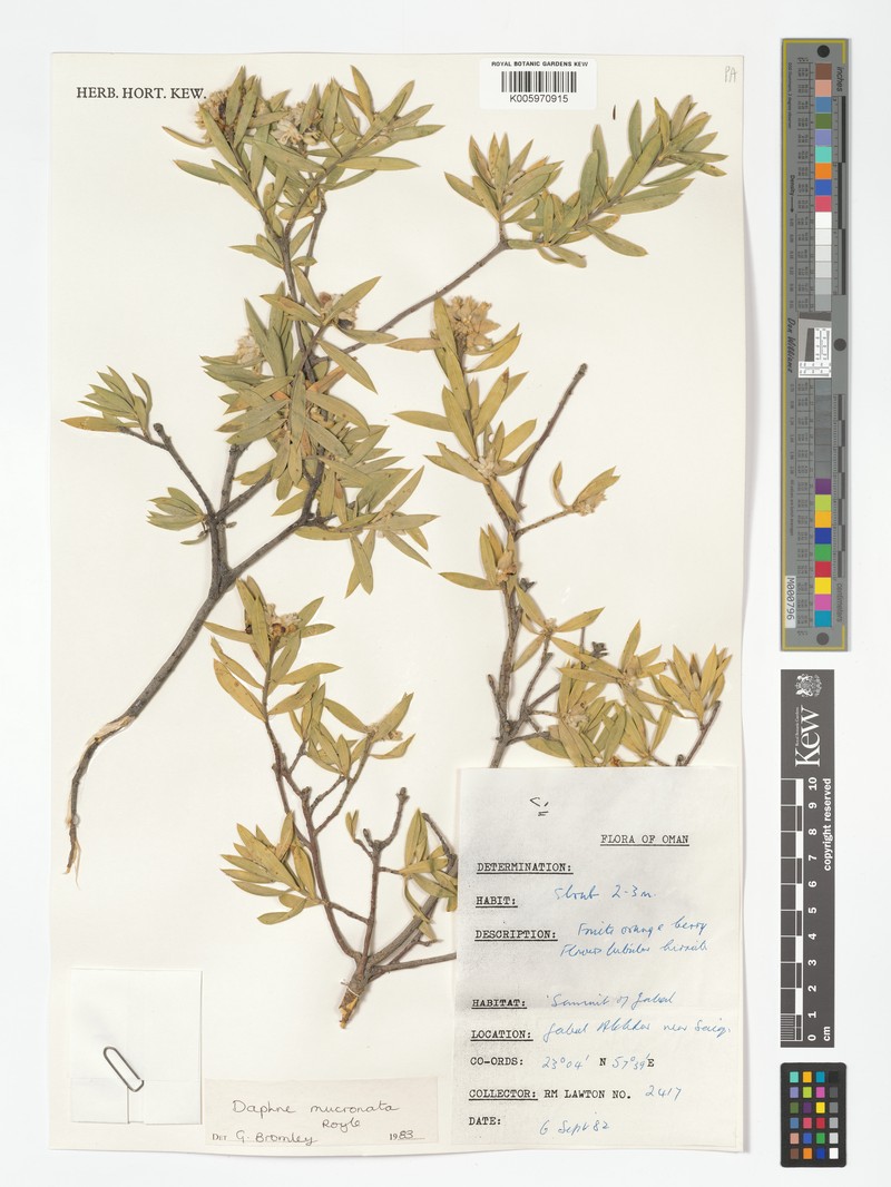 Daphne mucronata subsp. mucronata photo 2