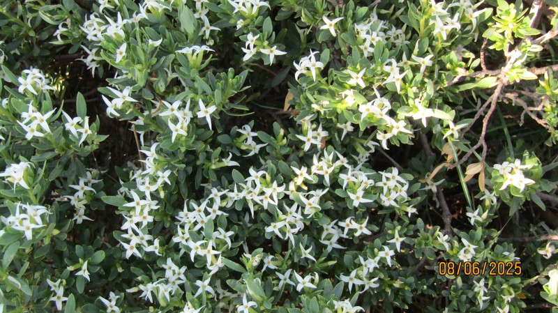 Daphne oleoides subsp. oleoides