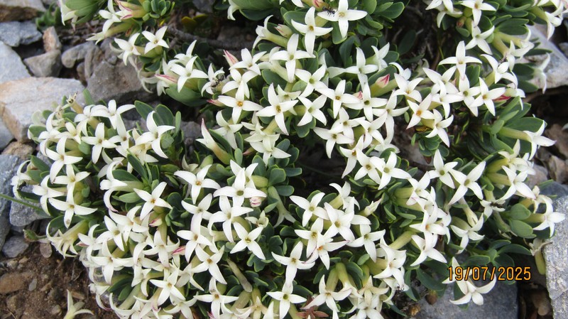 Daphne oleoides subsp. oleoides photo 2