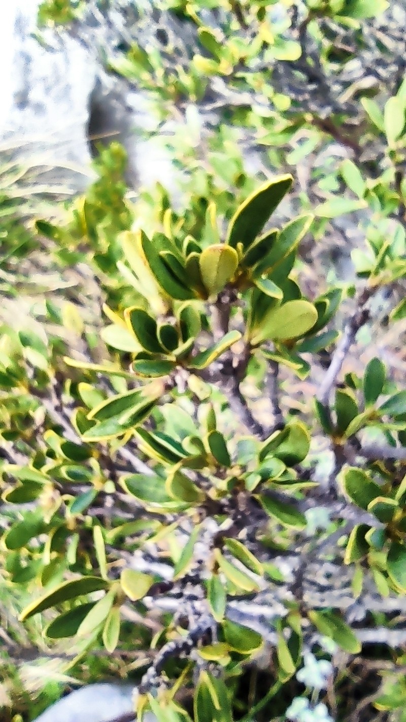 Daphne oleoides subsp. oleoides photo 3