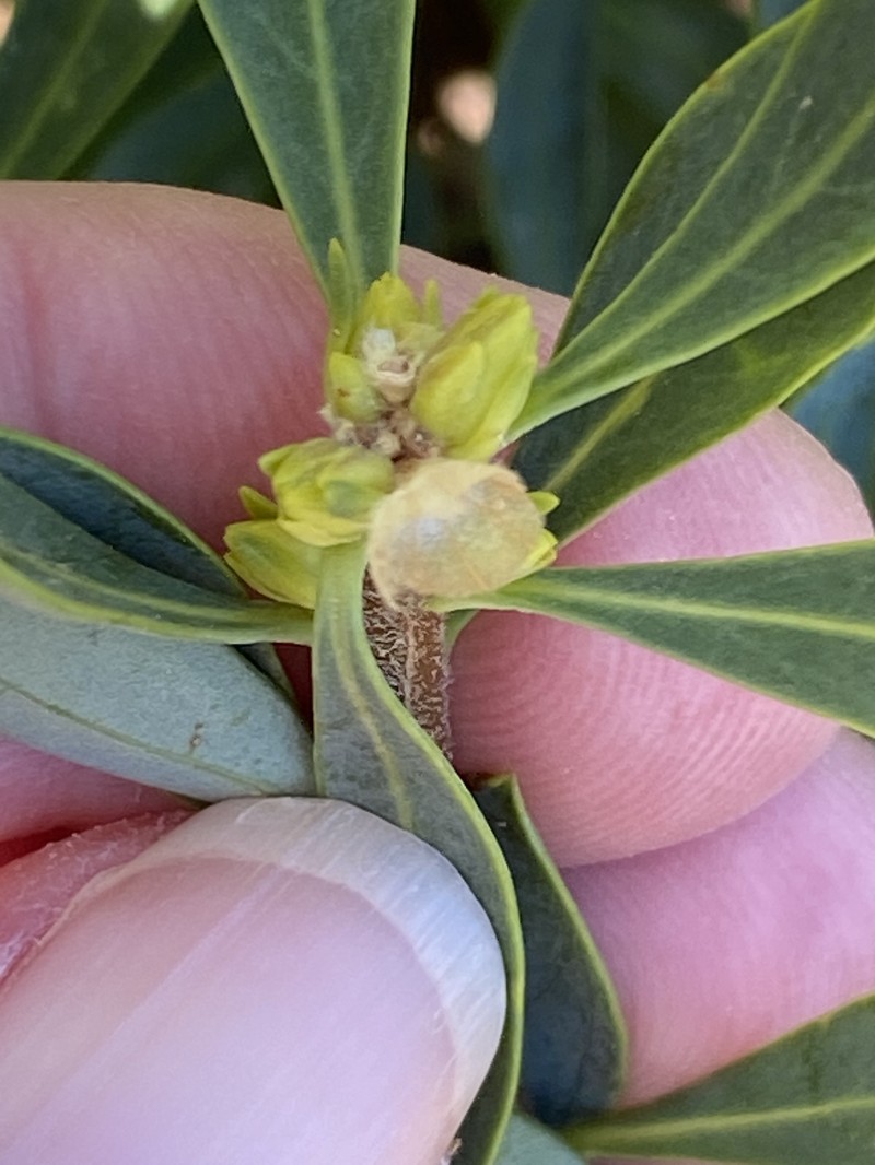 Daphne oleoides subsp. oleoides photo 4