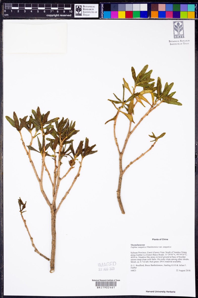 Daphne tangutica var. tangutica