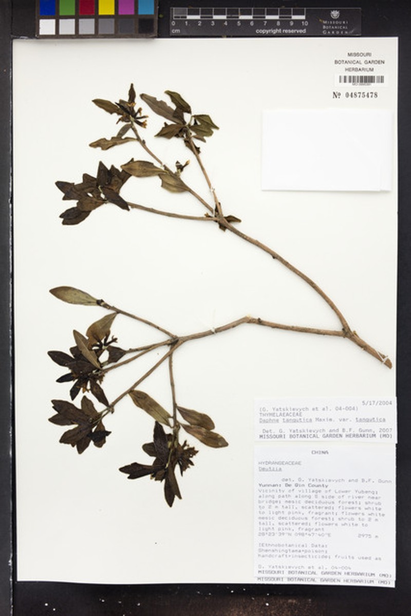 Daphne tangutica var. tangutica photo 2