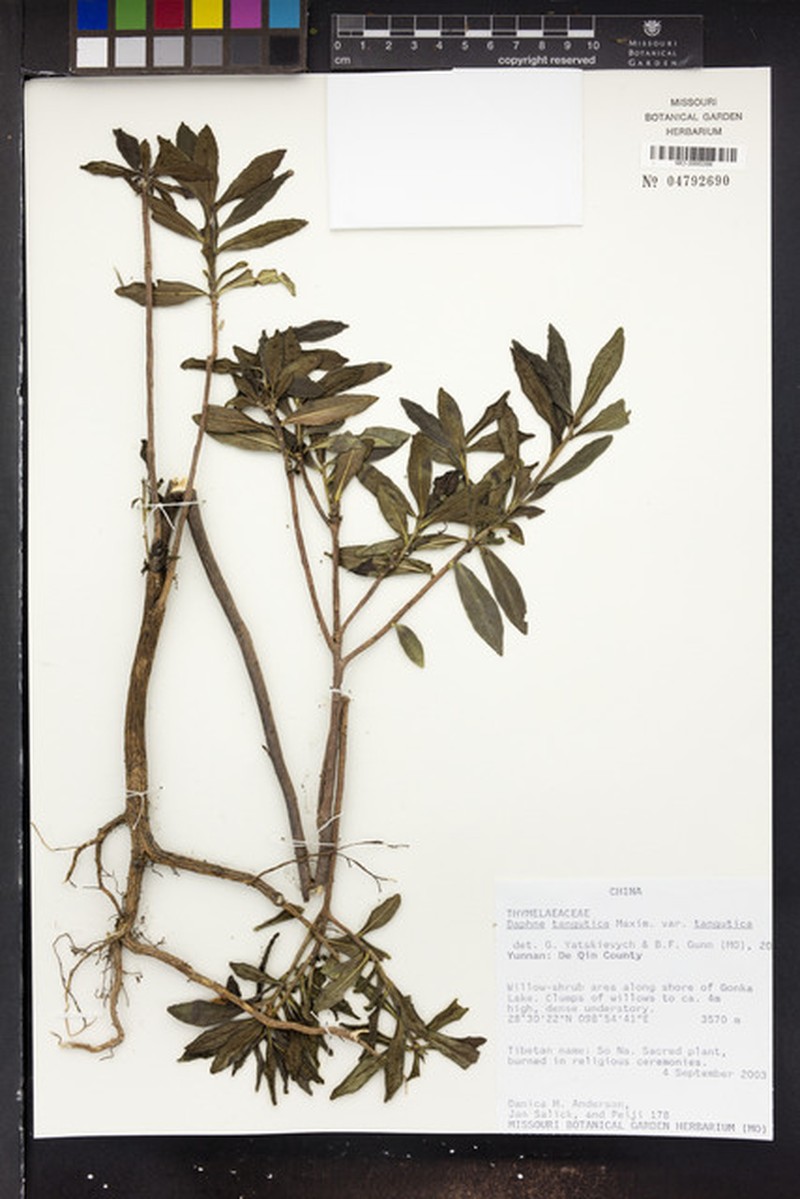 Daphne tangutica var. tangutica photo 3
