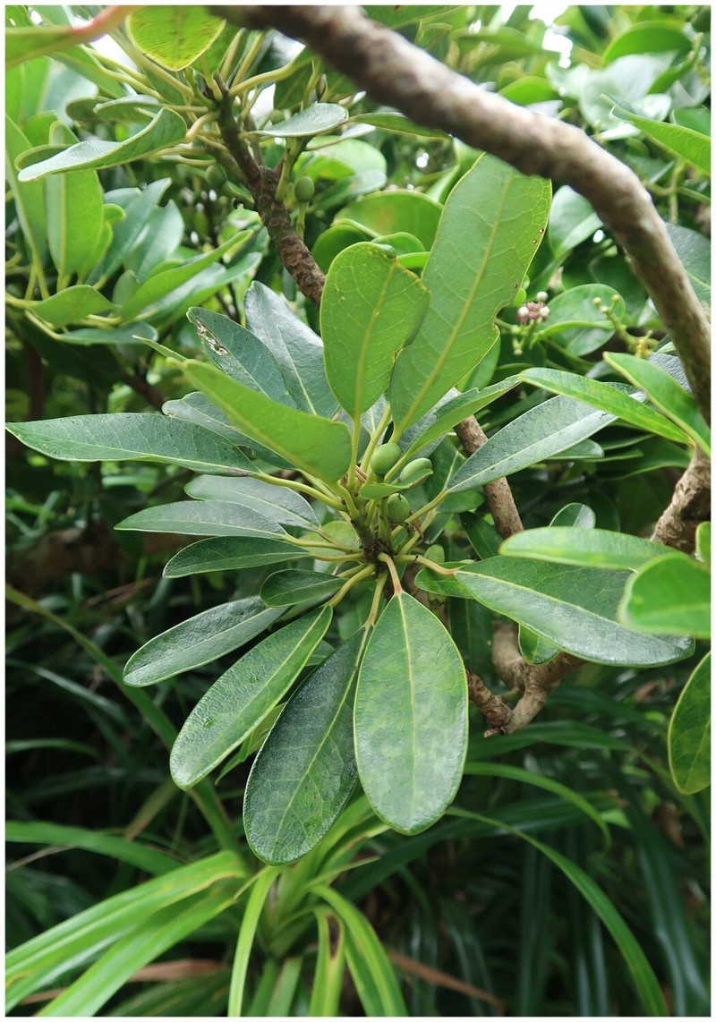 Daphniphyllum × lanyuense