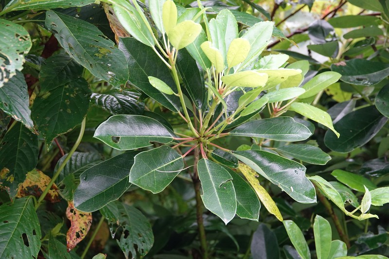 Daphniphyllum × lanyuense photo 2