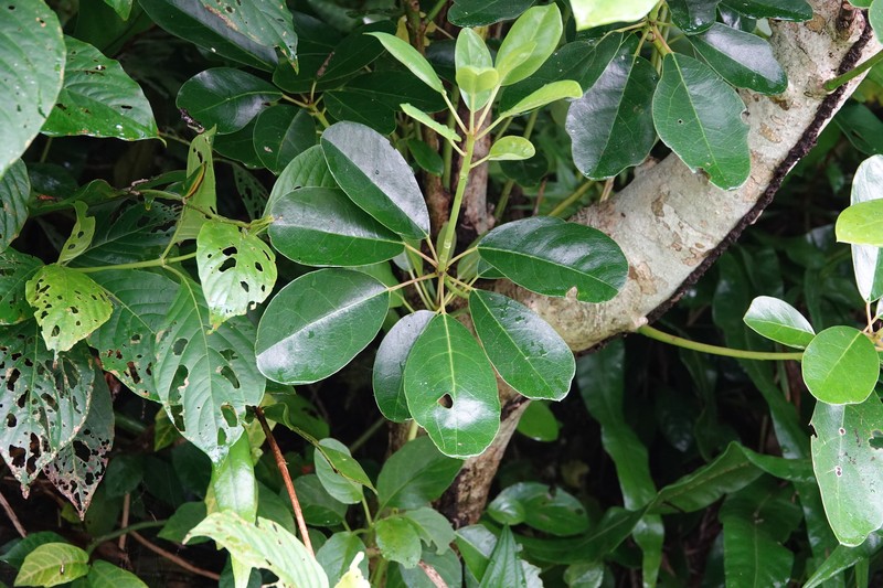 Daphniphyllum × lanyuense photo 3