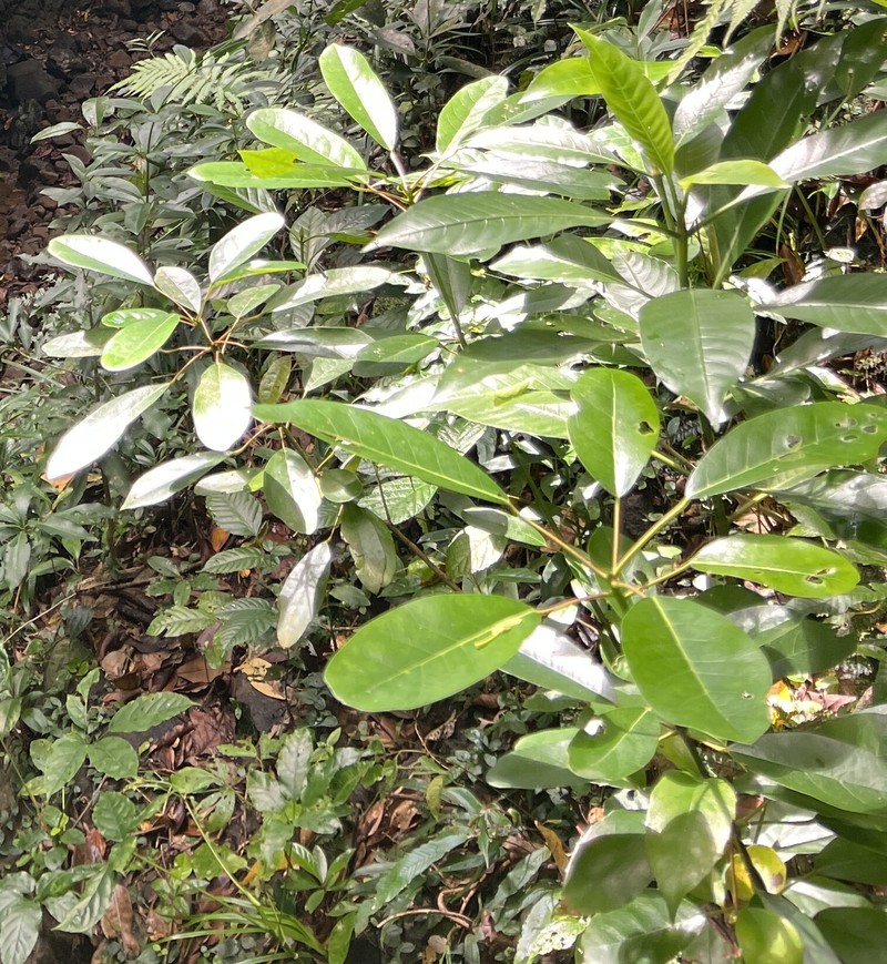 Daphniphyllum × lanyuense photo 4