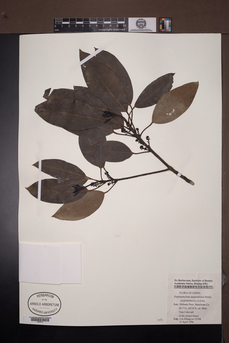 Daphniphyllum angustifolium