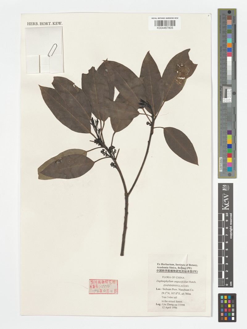 Daphniphyllum angustifolium photo 2