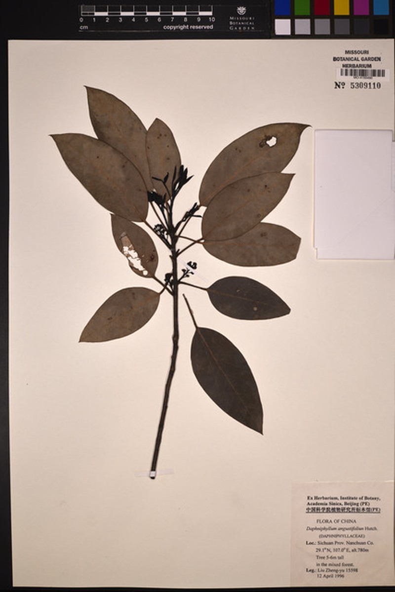 Daphniphyllum angustifolium photo 3