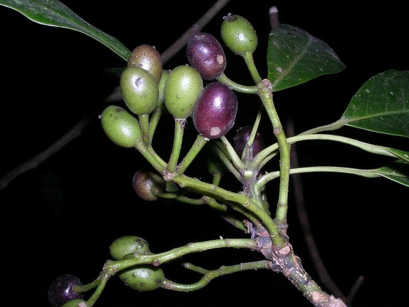 Daphniphyllum beddomei
