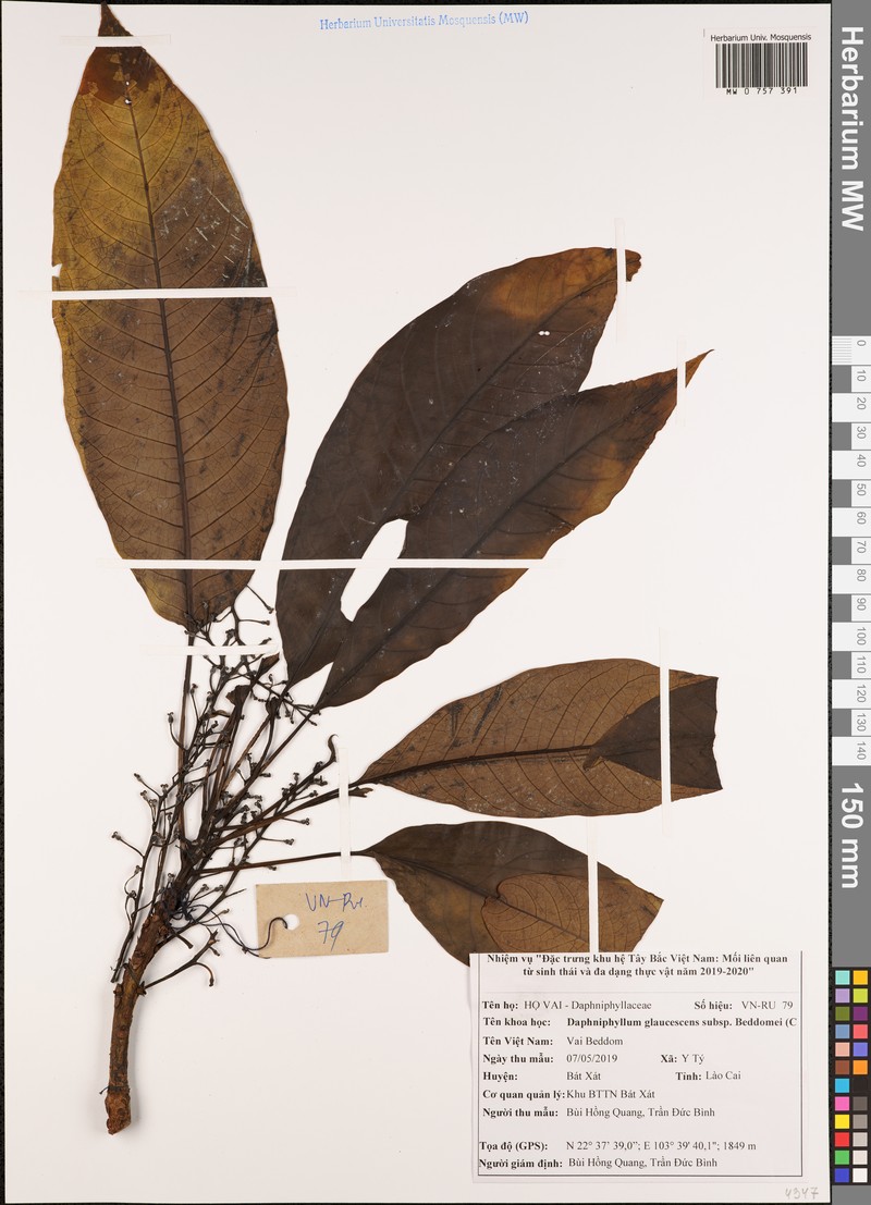 Daphniphyllum beddomei photo 2