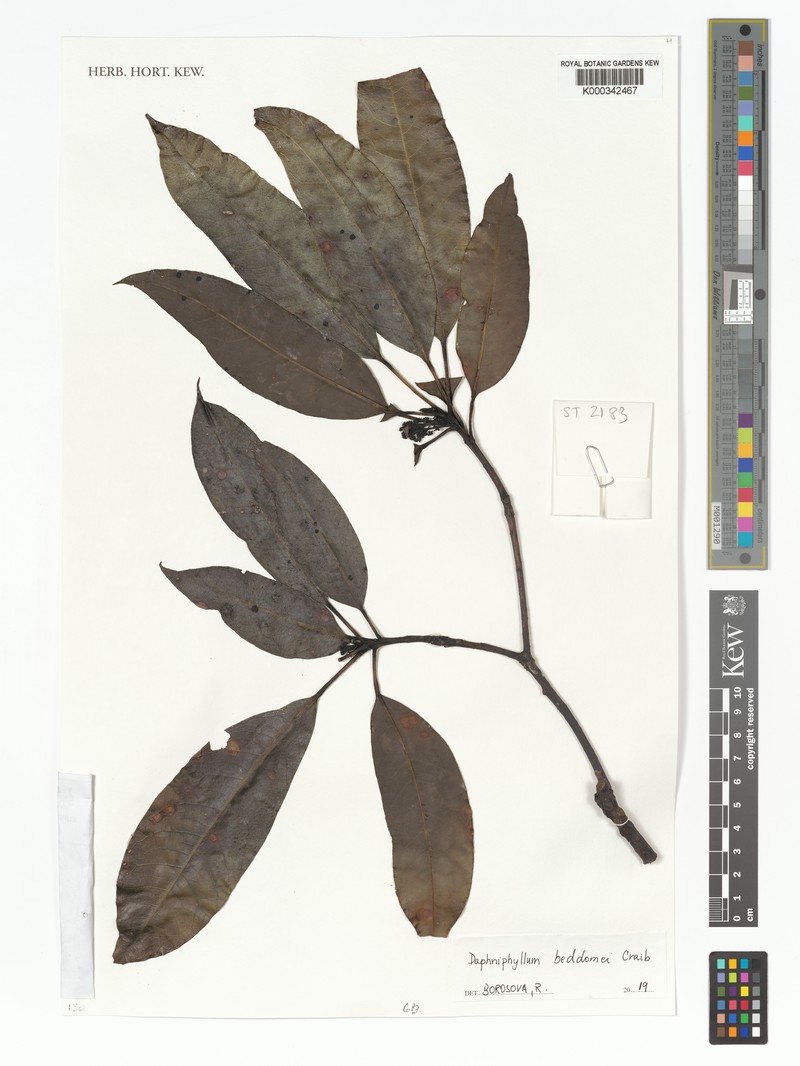 Daphniphyllum beddomei photo 3