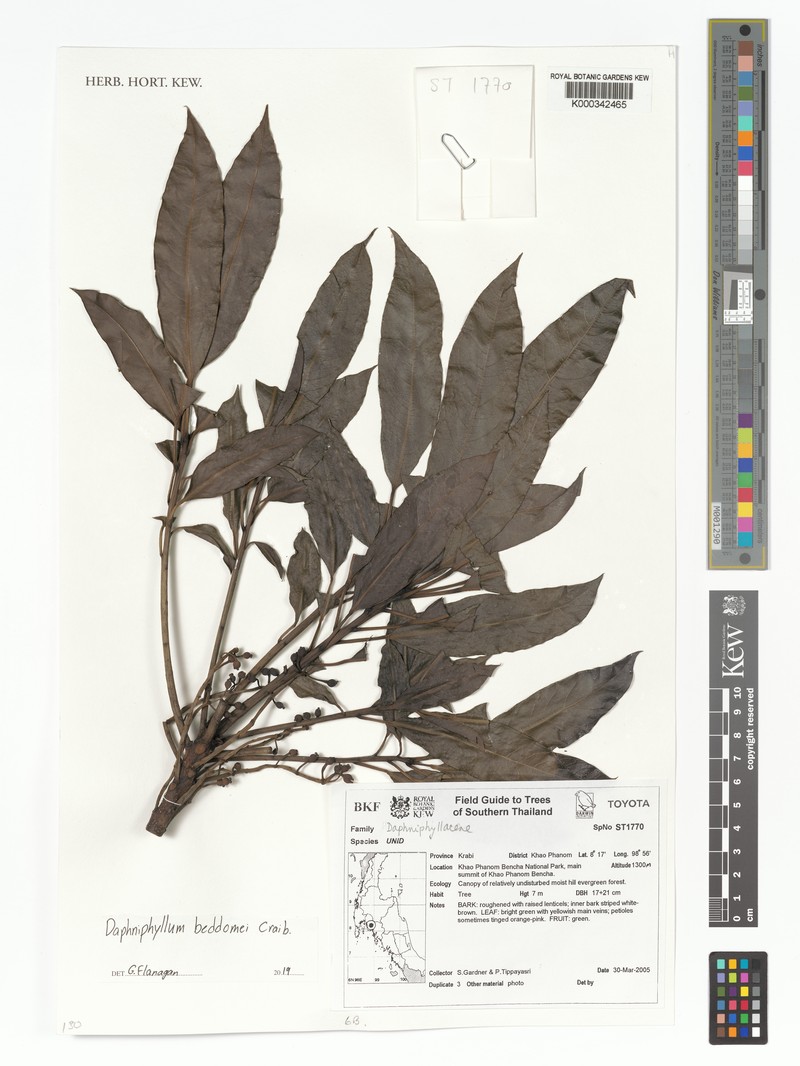 Daphniphyllum beddomei photo 4