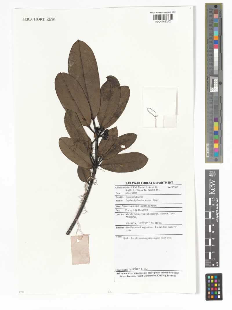 Daphniphyllum borneense
