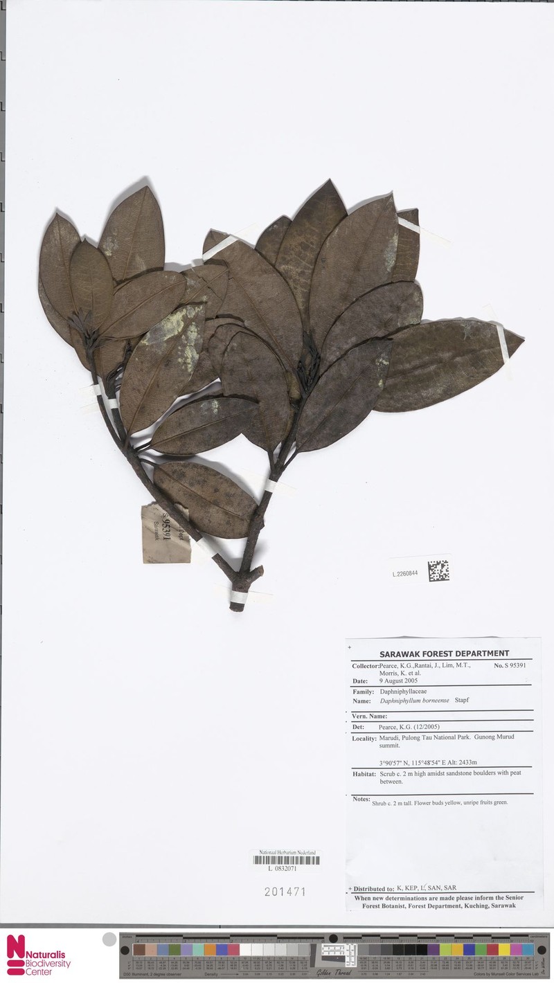 Daphniphyllum borneense photo 2