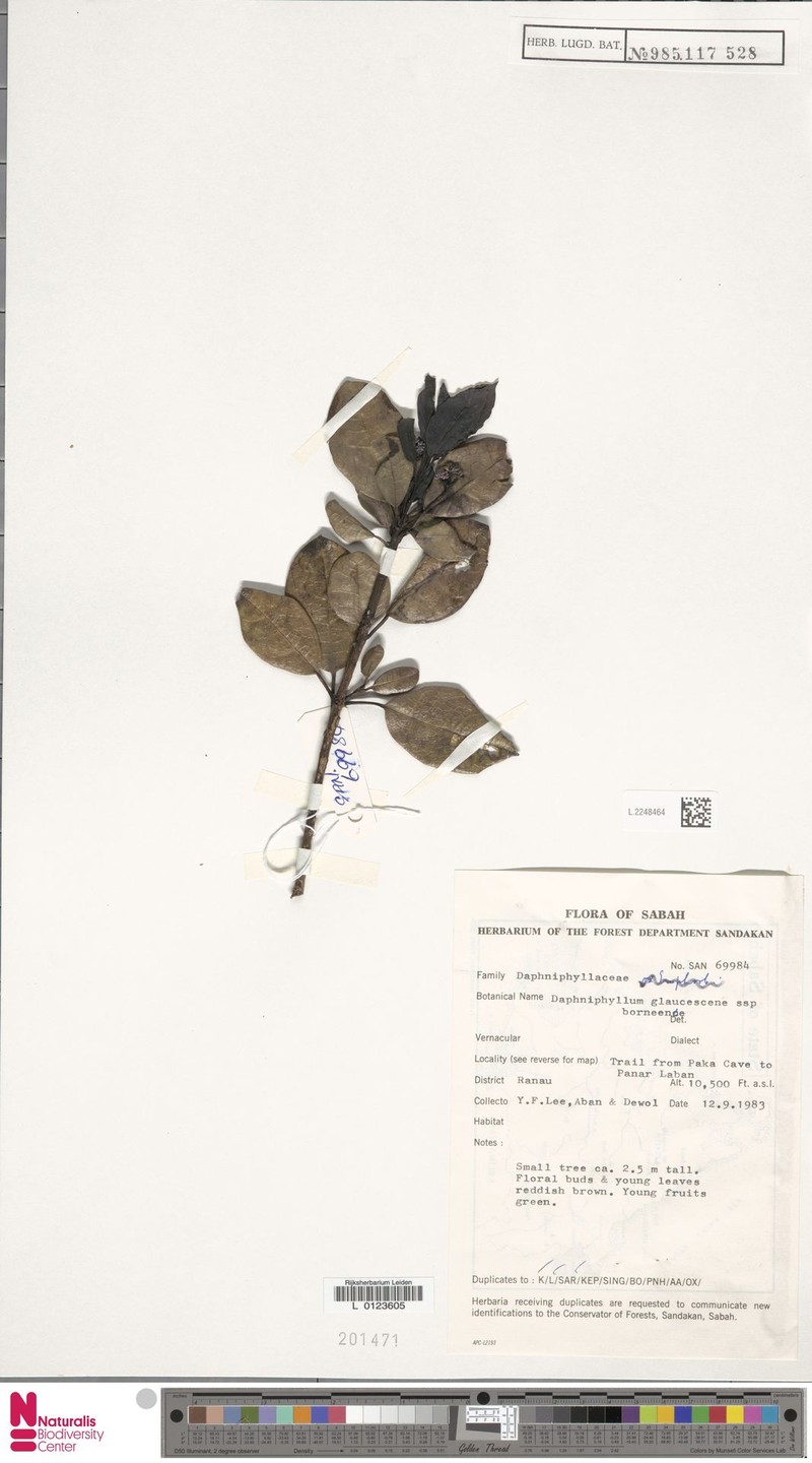 Daphniphyllum borneense photo 3