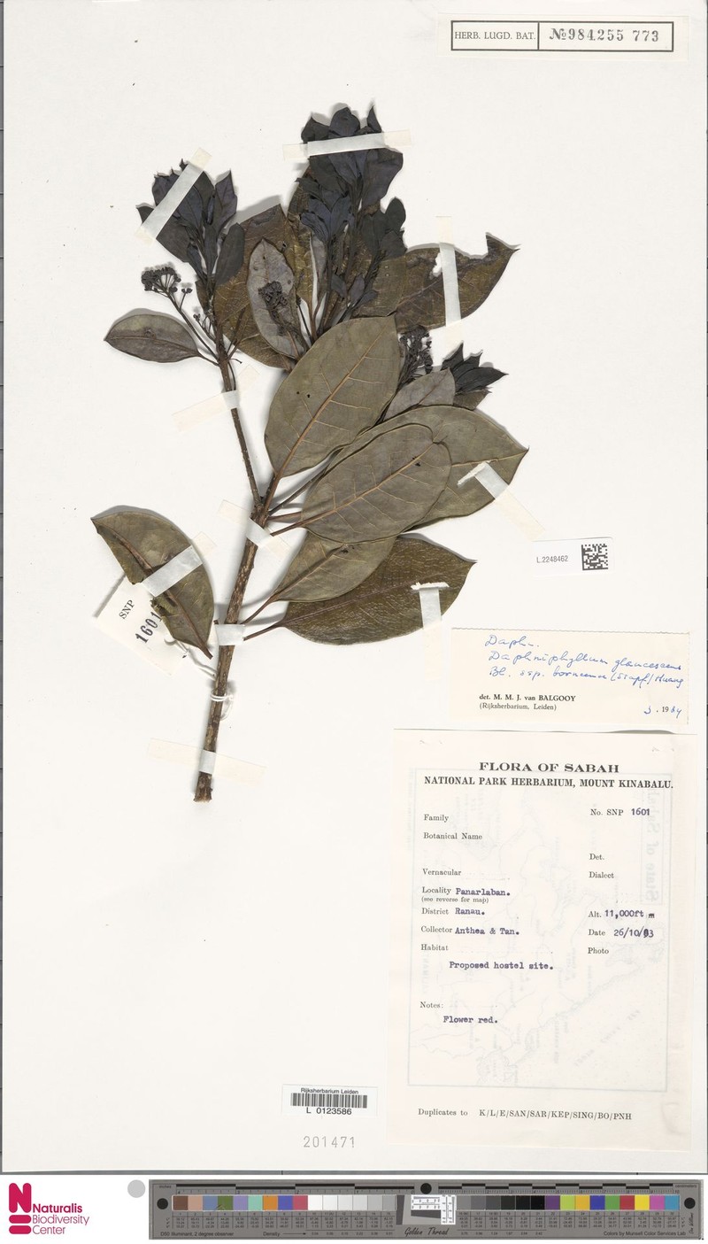 Daphniphyllum borneense photo 4