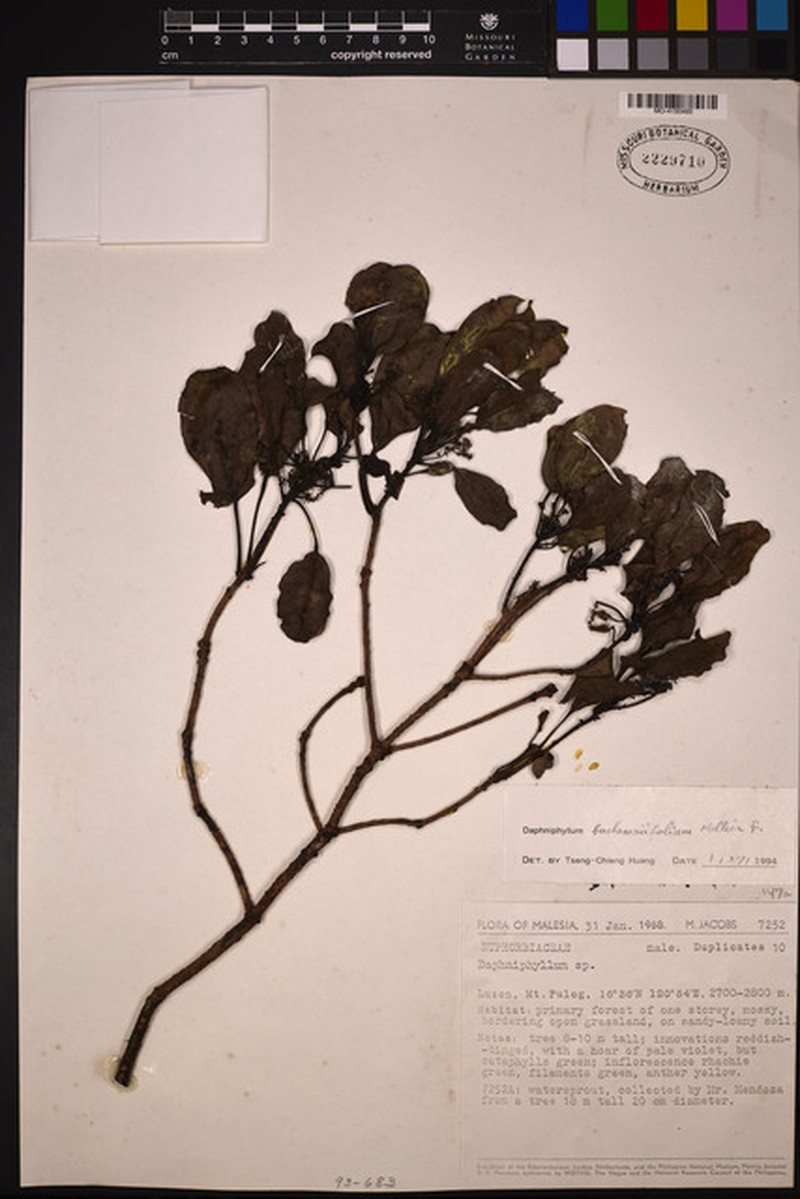 Daphniphyllum buchananiifolium