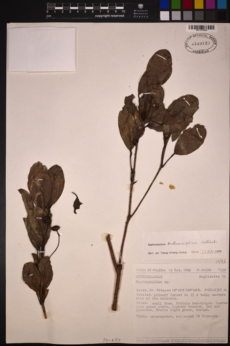 Daphniphyllum buchananiifolium photo 2