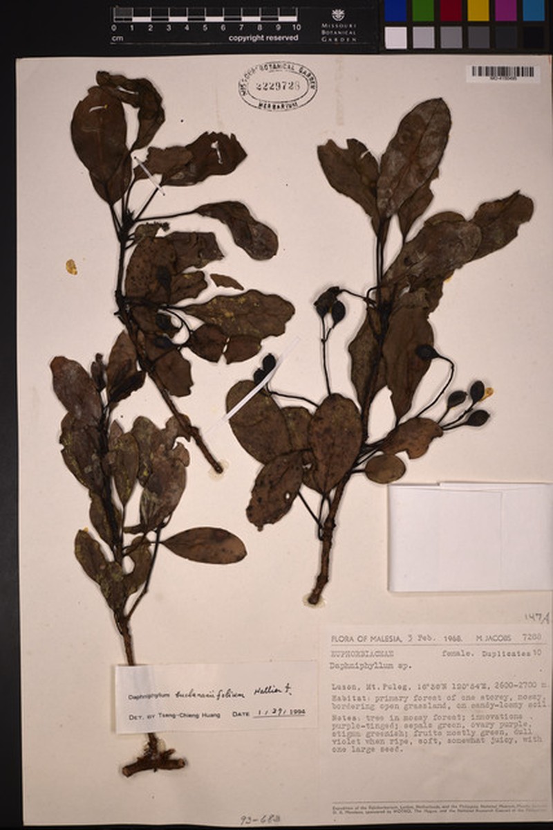 Daphniphyllum buchananiifolium photo 3