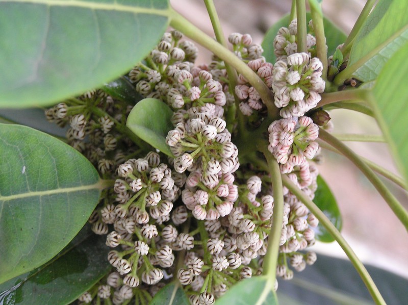 Daphniphyllum calycinum