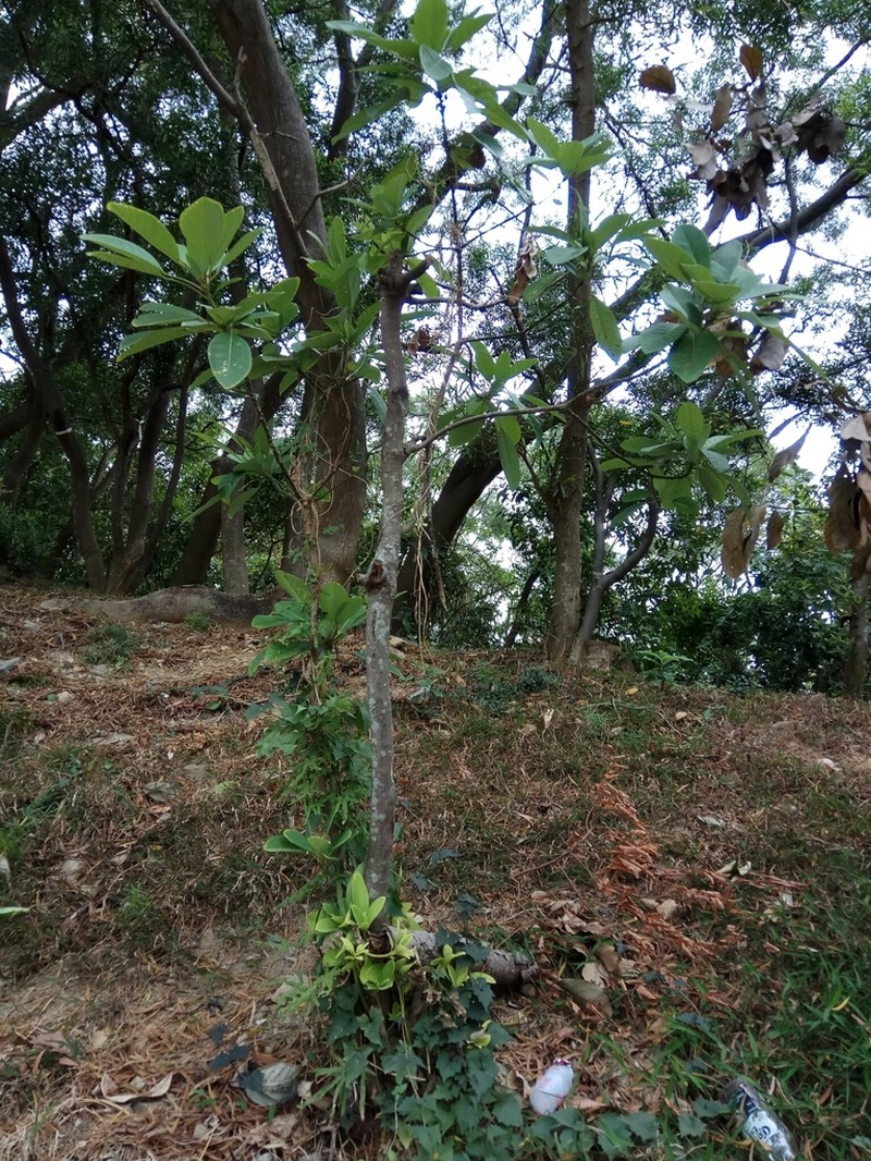 Daphniphyllum calycinum photo 2
